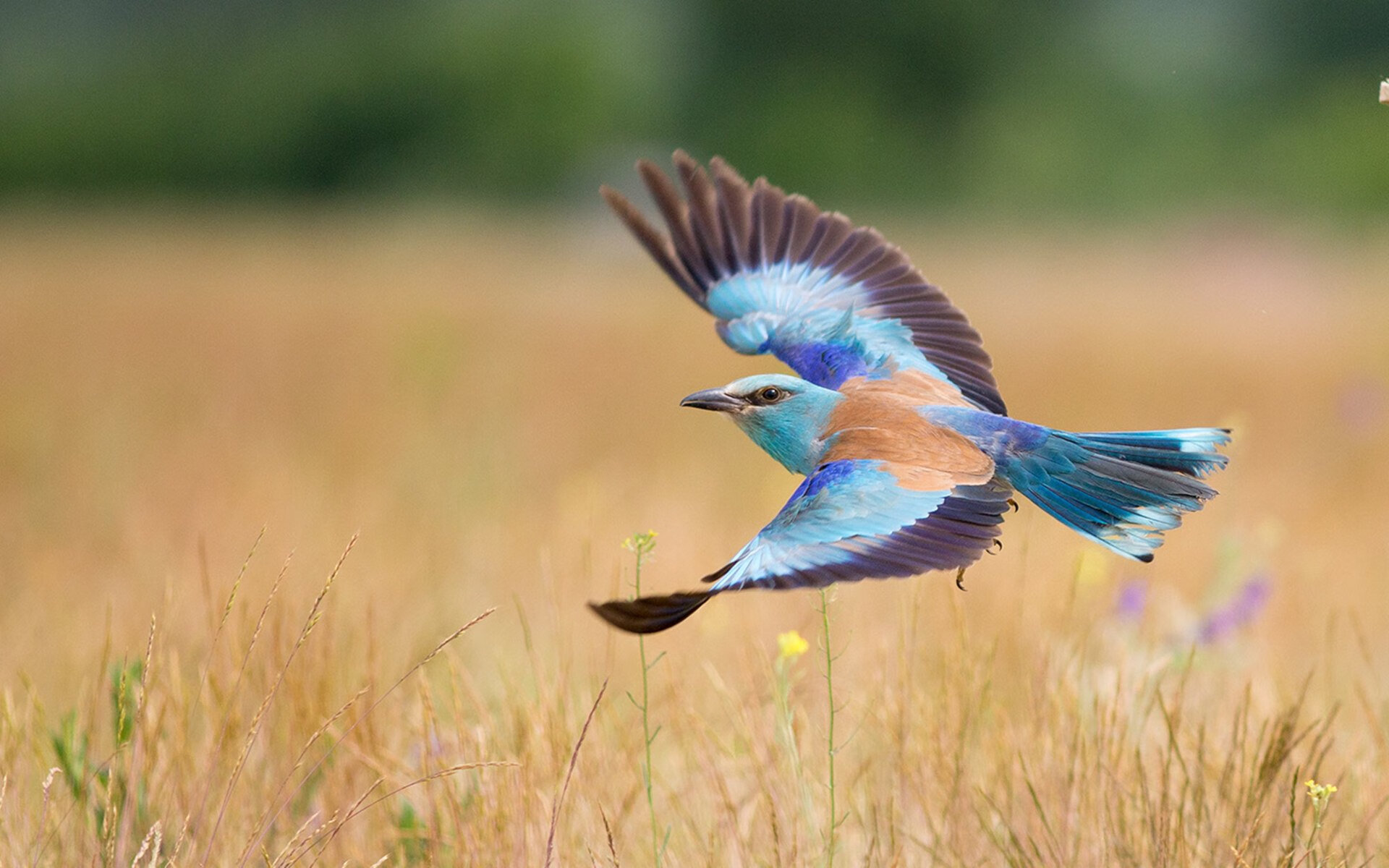 仰泳技术细腻希腊发挥稳定，仰泳怎么解释