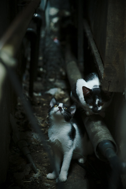 特色足球教育系列讲座在全国高校展开,提升青少年的体育素养,足球特色学校课程体系